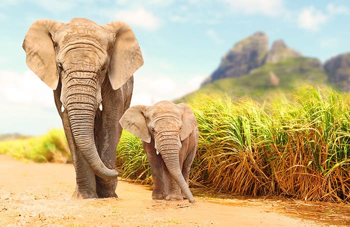 Afrika