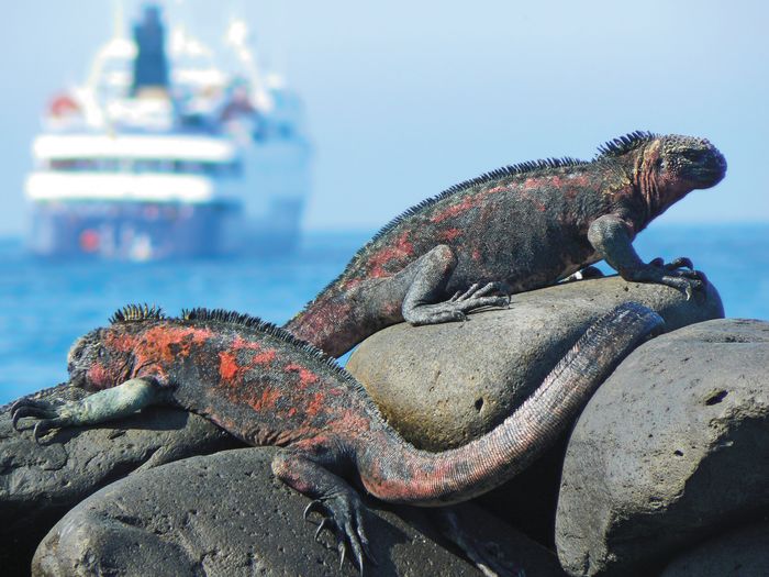 Cruise foto